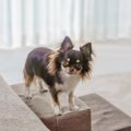 犬がいる部屋にNGな…