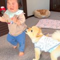 小型犬と赤ちゃんの…