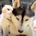 大型犬と喧嘩をして…