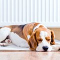 冬の犬のお留守番で…