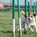 犬の飼い主が張り切…