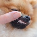 『口が臭い犬』の主…