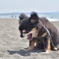 犬が吐く前に見せる…