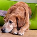 犬が『食糞』してし…