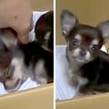 チワワの子犬が動か…