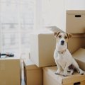 犬を新しい環境に慣…