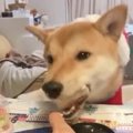 柴犬ちゃん初めての…