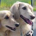 二匹目の犬を飼って…