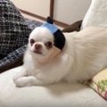 殿様…？いえいえチワ…