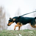 犬が『拾い食い』を…