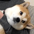 爪切りから目を逸ら…