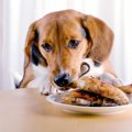犬が誤飲すると『危…