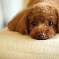 犬が『不調』を訴え…