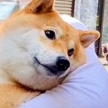 『こんな優しい顔す…