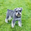 ヒゲが魅力的な犬種…