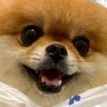 犬の散歩中に雨が降…