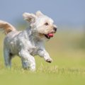 犬が『突然走り出す…