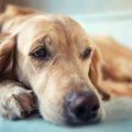 愛犬が『一緒に寝て…