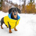 犬の「冬の散歩」で…