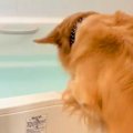 お風呂に溜まった水…