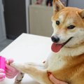犬の電動爪やすりは…