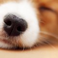 犬の「鼻紋」を知っ…
