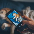犬をスマホで撮る時…