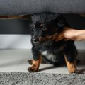 犬がいる部屋で鳴ら…
