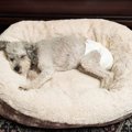 犬のマナーパッド！…