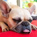 犬が『いびき』をす…