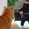 赤ちゃんが猫にちょ…