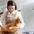 犬に関わる仕事17選…