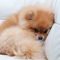 犬にとって悪影響の…
