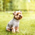 寒がりな犬に服を着…