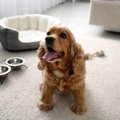 犬は『ペットホテル…