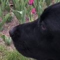 散歩中、おじさんに…