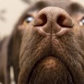 犬の鼻には『赤外線…
