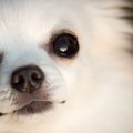 犬を叱った後じっと…
