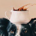 犬にコーヒーはダメ…