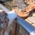 初めて『動物園』に…