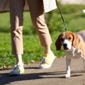 犬が『ゆっくり歩く…
