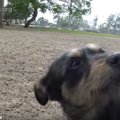 「お座り！」の言葉…