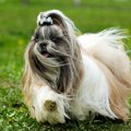 強風の日に犬の散歩…