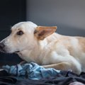 犬が『胃を悪くして…