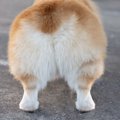 犬が『お尻を触って…