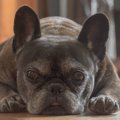犬が吠えてしまうの…
