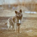 2匹の野良犬『タロー…