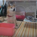 柴犬にご飯箱前全開…