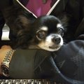 愛犬と行く客室露天…