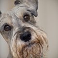 犬のヒゲが白くなっ…